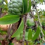 Annona squamosa چھال