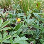 Potentilla thuringiaca पत्ता