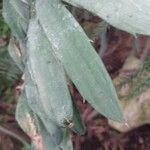 Encephalartos chimanimaniensis Leaf