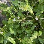 Scutellaria albida 形態