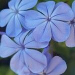 Plumbago auriculataFlor