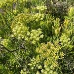 Crithmum maritimumFlower