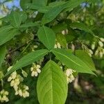 Staphylea trifolia Leaf