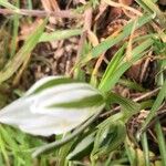 Ornithogalum divergens Kvet