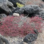 Suaeda vermiculata Συνήθη χαρακτηριστικά