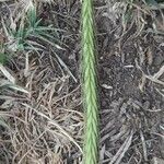 Hordeum bulbosum Ffrwyth