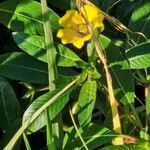 Ludwigia peploides Flower