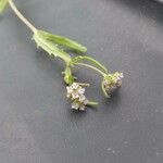 Valerianella vesicaria फूल