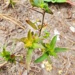 Sideritis montana Bark