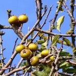 Pyrus spinosa Fruit