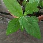 Polygonum pensylvanicum Leaf