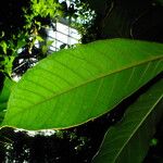 Terminalia catappa Blad