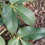 Helleborus lividus Leaf