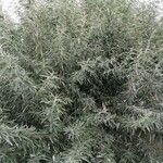 Elaeagnus angustifolia Агульны выгляд