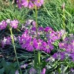 Primula sieboldii Habitatea