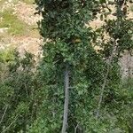 Quercus coccifera Агульны выгляд