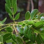 Albizia zygia Hoja
