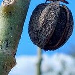 Jatropha curcas Frucht