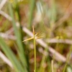 Carex pauciflora Liść