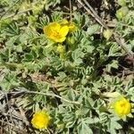 Potentilla cinereaبرگ