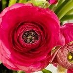 Ranunculus asiaticusFlower