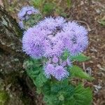 Ageratum houstonianumFlor