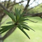 Podocarpus elongatus Leaf