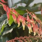 Gasteria disticha Flower