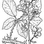 Rubus bifrons 其他