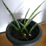 Sansevieria cylindricaFrunză