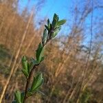 Salix caesia Leaf