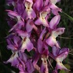 Orchis laeta Цвят
