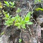 Lavandula rotundifolia Levél