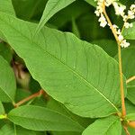 Koenigia polystachya পাতা