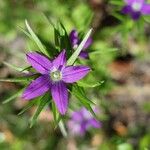 Legousia falcata Flower