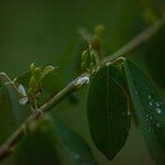 Dendrolobium umbellatum Цвят