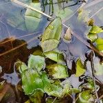 Potamogeton polygonifoliusFeuille