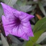 Ruellia simplexFlower