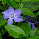 Vinca minor Kukka