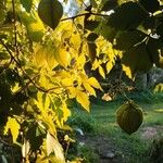 Cardiospermum grandiflorum Fruit