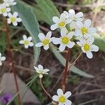 Saxifraga paniculata花