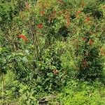 Rhodopentas parvifolia പുഷ്പം