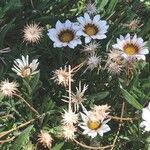 Gazania rigensFlower