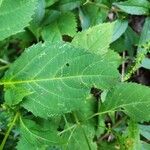 Collinsonia canadensis Hoja