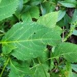 Collinsonia canadensis Blatt