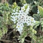 Heliotropium ramosissimumFlower