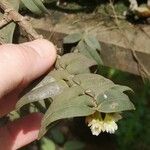 Calyptrochilum christyanum Агульны выгляд