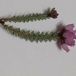 Erica erigena Folha