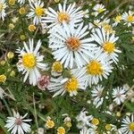 Symphyotrichum ericoidesFlower