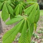 Aesculus pavia Hoja